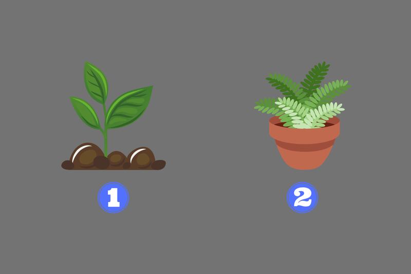 En este test de personalidad hay dos opciones: una planta que crece directamente de la tierra, y otra que está en un macetero.