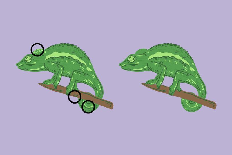 Dos ilustraciones de camaleón.