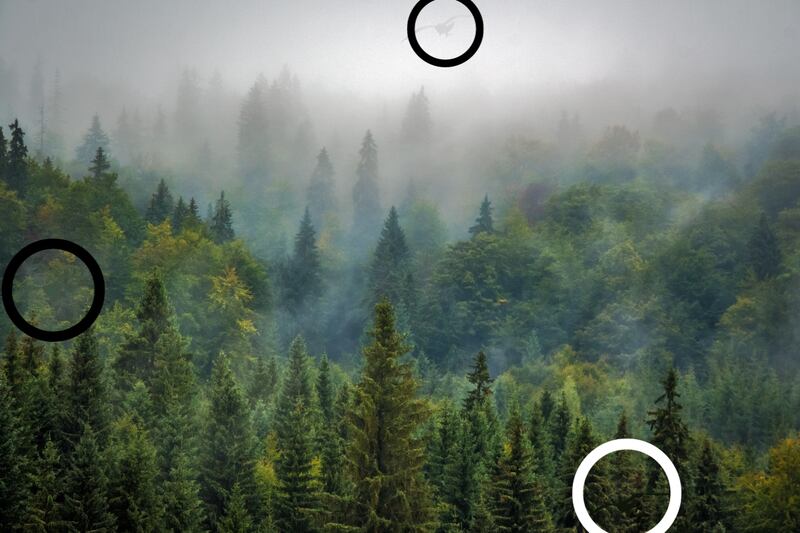 imagen de un bosque con árboles verdes, y entre medio de ellos hay tres gaviotas.