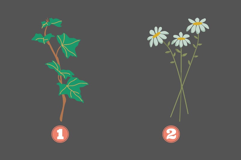 En este test hay dos opciones: una hiedra venenosa y unas flores de margarita.