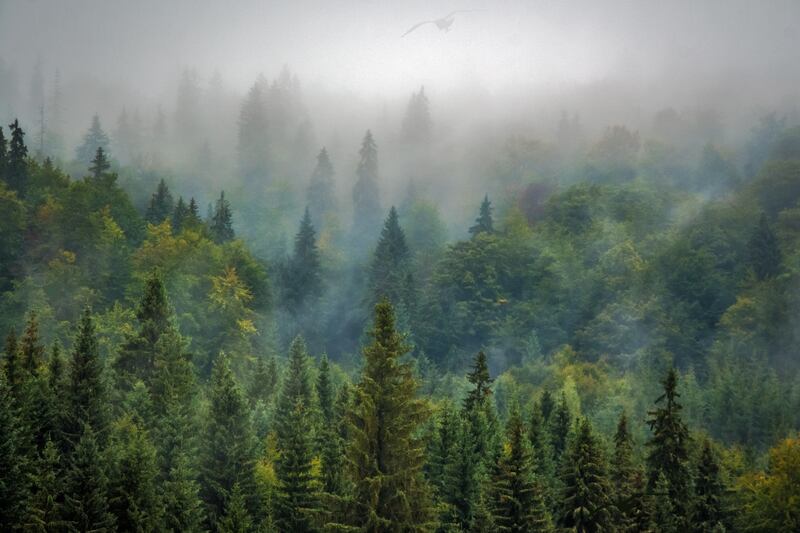 imagen de un bosque con árboles verdes, y entre medio de ellos hay tres gaviotas.