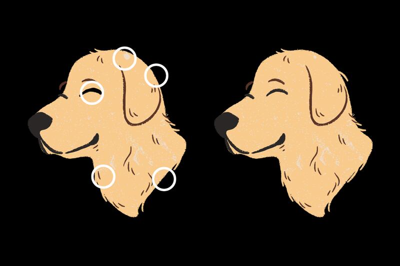 Dos perros amarillos que tienen cinco diferencias entre ellos, y que están señaladas con círculos blancos.