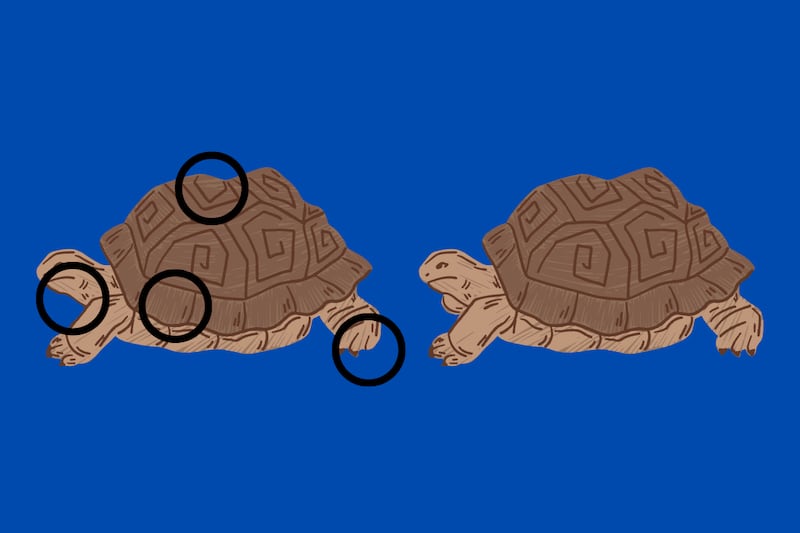 Hay cuatro diferencias entre ambas tortugas: el cuello, dos marcas en el caparazón y un dedo menos en una de sus patas traseras.